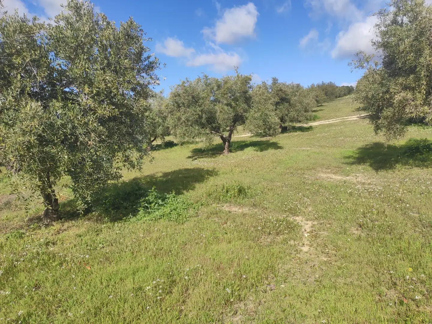 Terrain rustique à vendre à CIUDAD DE BAENA 68, imagen 2