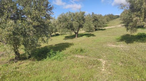 Parcela de 1,5 fanegas, immagine 2