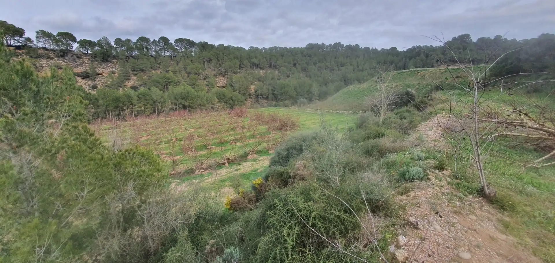 Rural land for sale in Ginestar, imagen 11