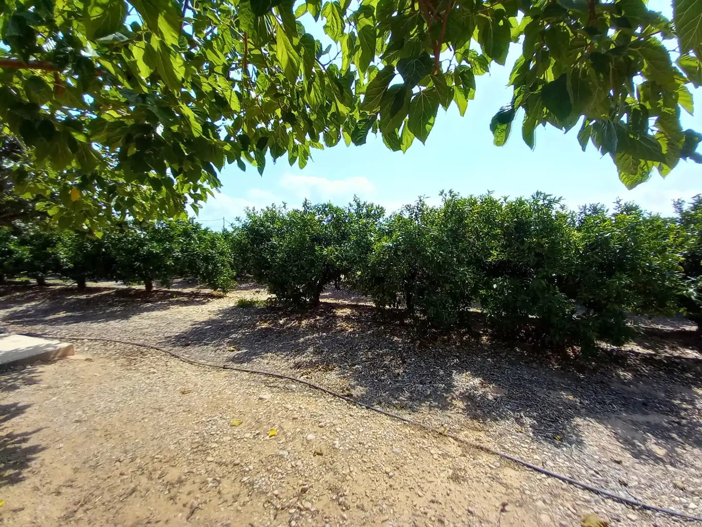 Terreno rustico in vendita a Costa Norte, imagen 28