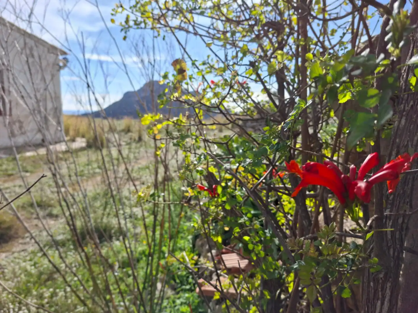 Landhaus mit Garten zum Verkauf in Benissa pueblo, imagen 14
