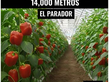Terreno rustico in vendita a Avenida de Carlos III 37