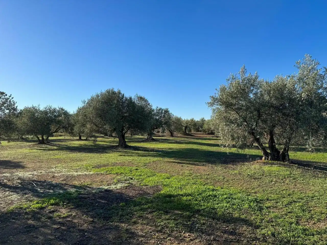 Terreny rústic en venda a CORTIJO DE MORA Y MARAÑON, imagen 10