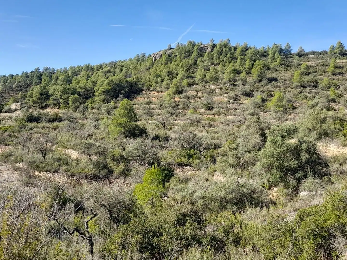 Land for sale in La Palma d'Ebre