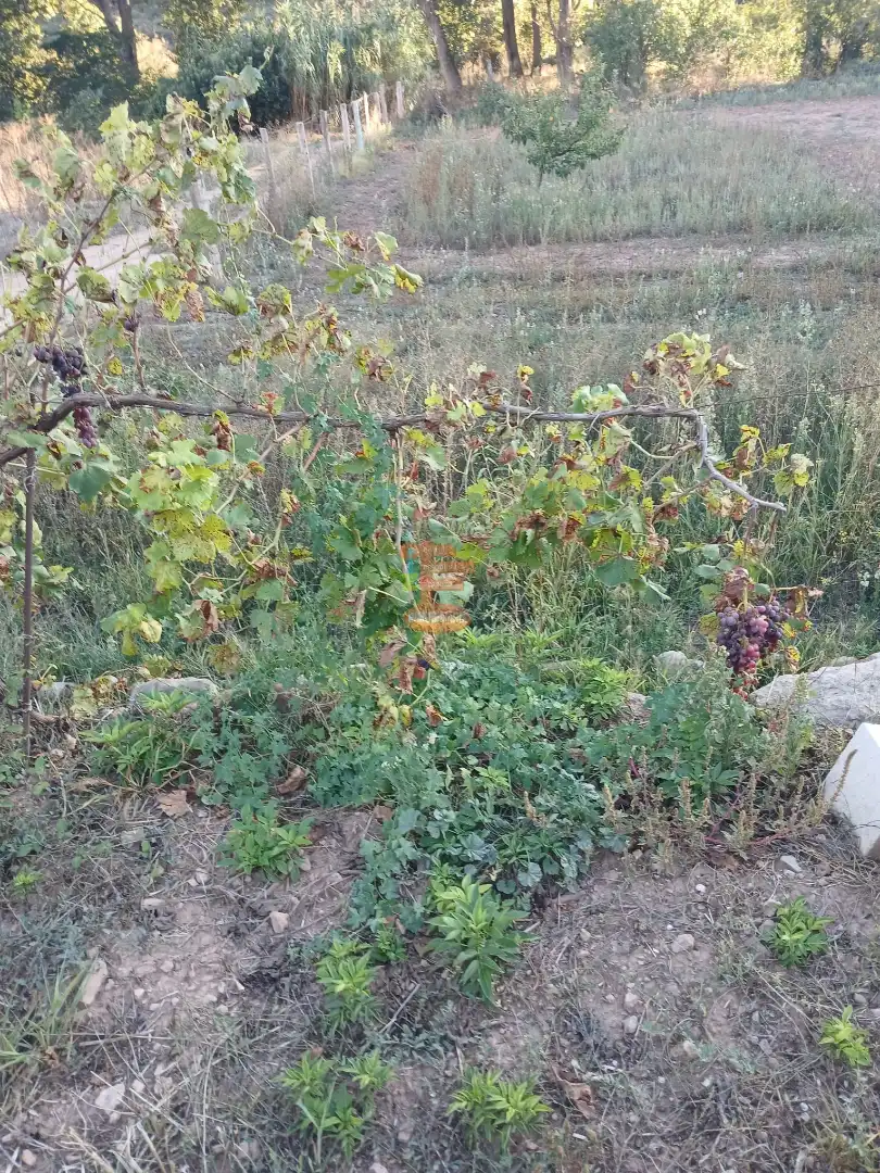 Terreni e lotti in vendita a Calle Gotor, imagen 3