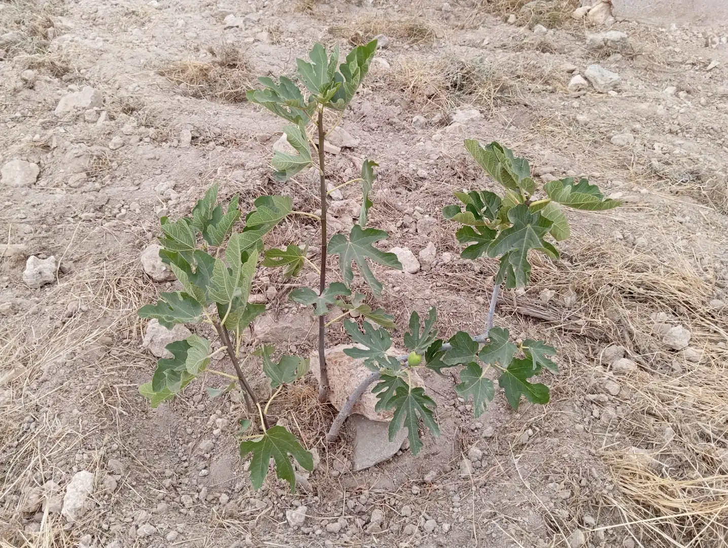 Terreni e lotti in vendita a Bolnuevo, imagen 11