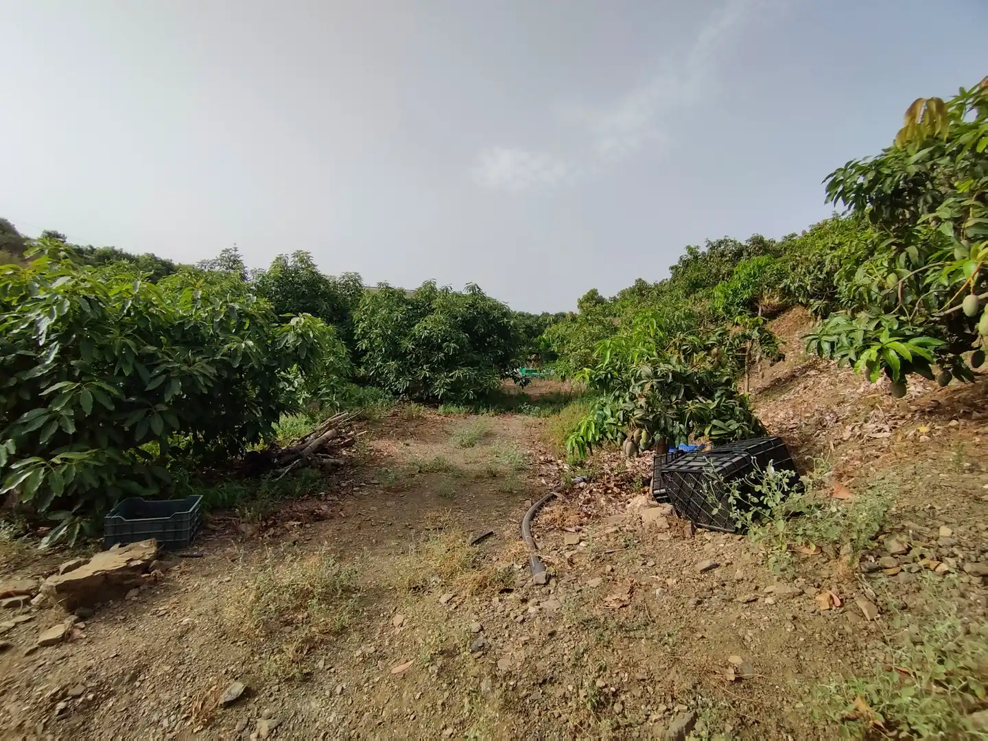 Terreno rustico in vendita a Diseminado Real Alto, imagen 8