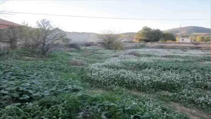 Rural land for sale in Pd Alciri, imagen 14