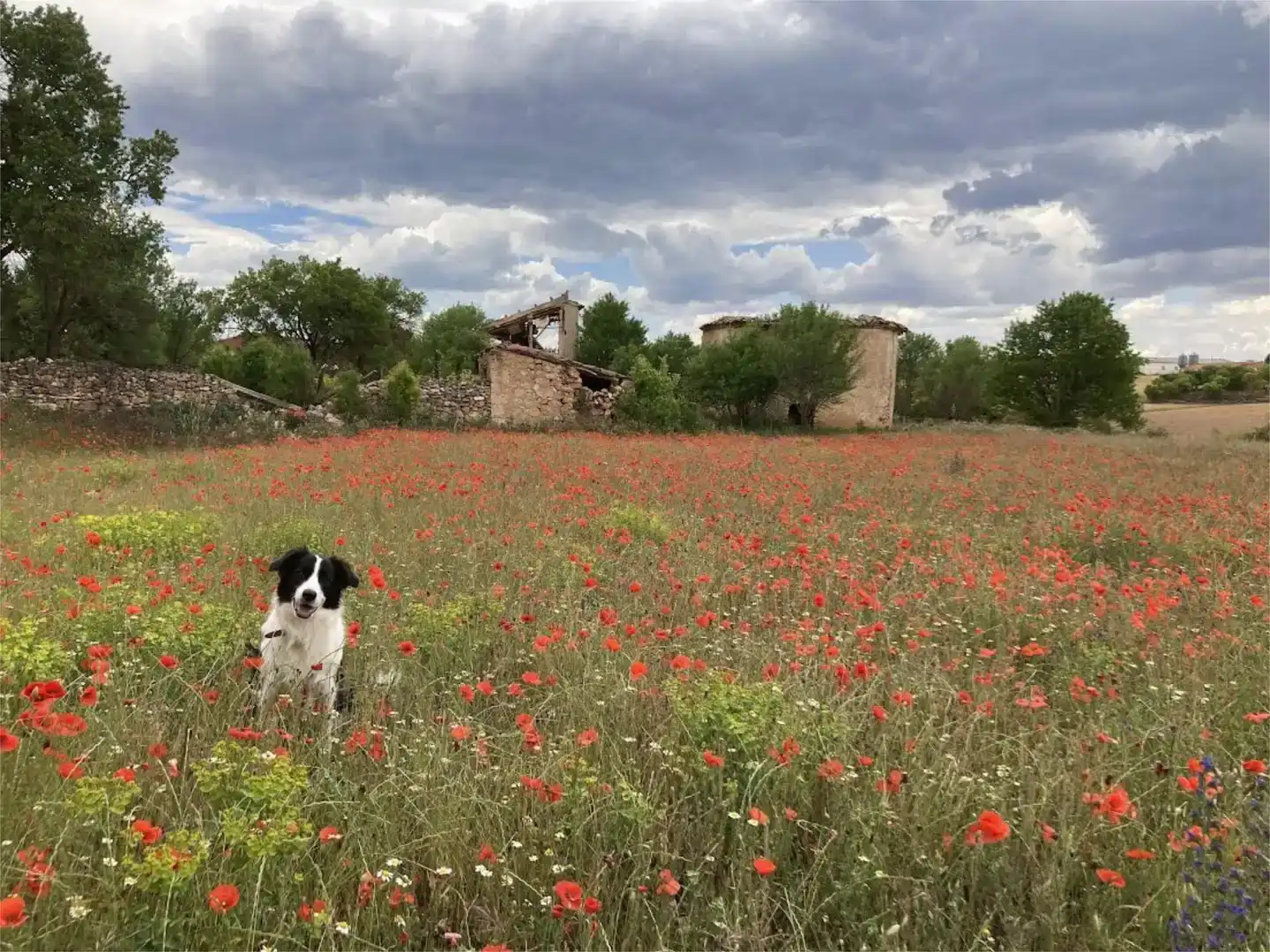 Casa o xalet en venda en Campo de San Pedro, Segovia