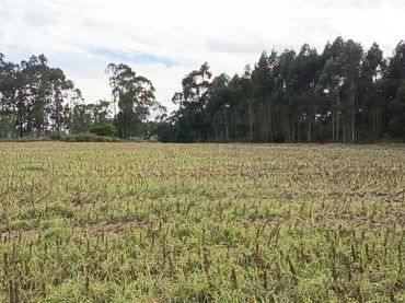 Terreno rústico en venta en Aldea Cabañas