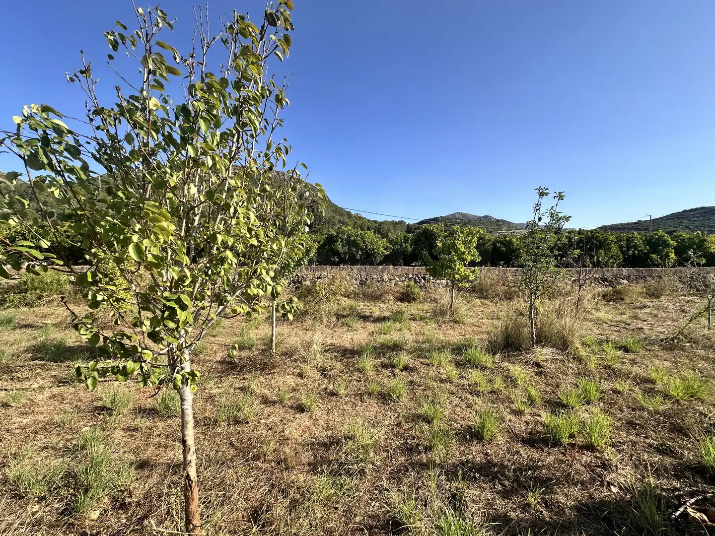 Terreno rustico in vendita a Pego, imagen 11