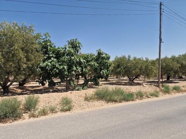 Rural land for sale in Crevillent