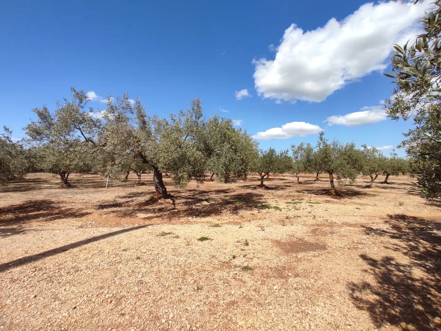 Terreno rustico in vendita a Traiguera, imagen 4