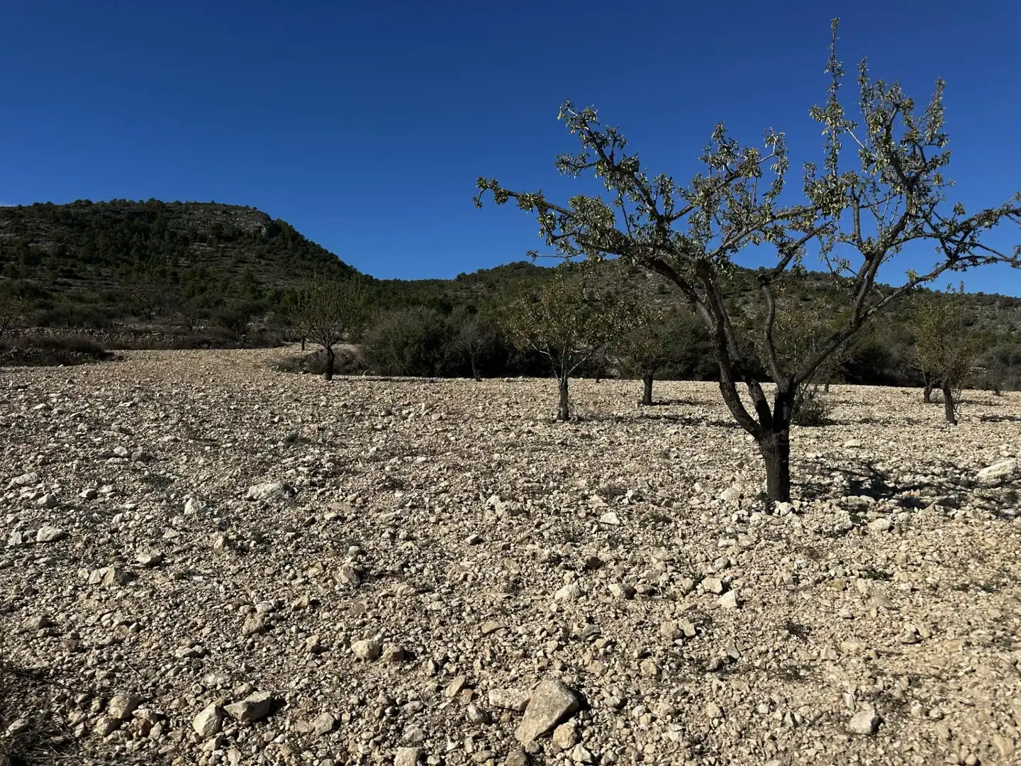 Xalet en venda a Monóvar  / Monòver, imagen 27