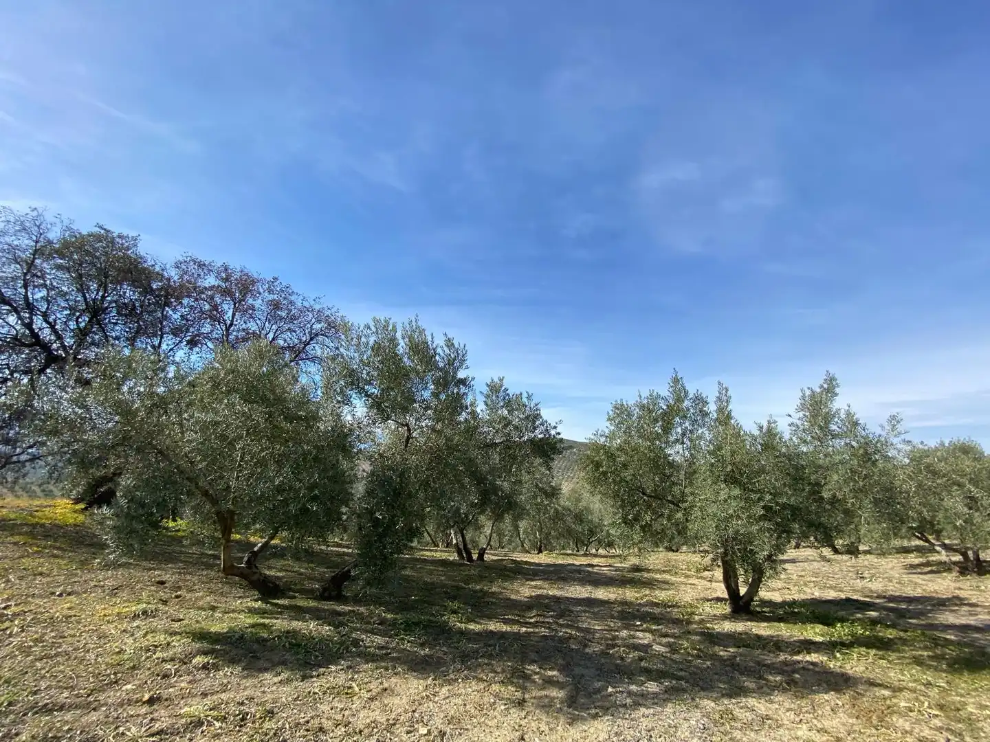 Terreno en venta en Villanueva Mesía