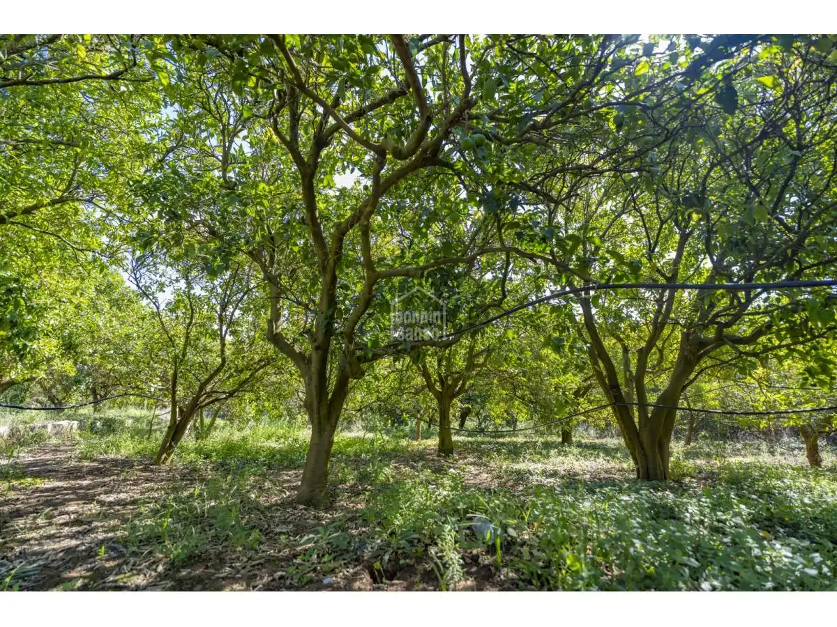 Maison rustique avec jardin à vendre à Alaior poble, imagen 29