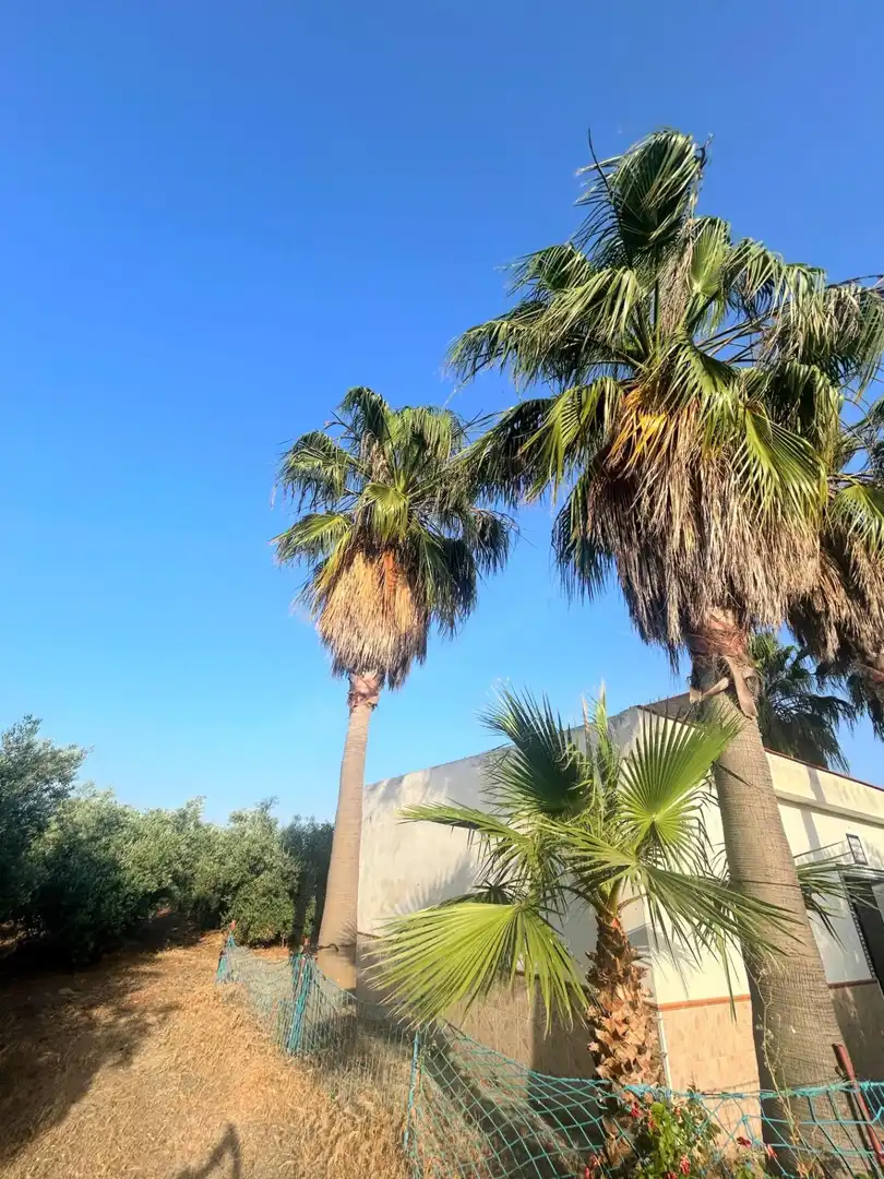 Vista exterior de Casa o xalet en venda en Alcolea del Río amb Terrassa