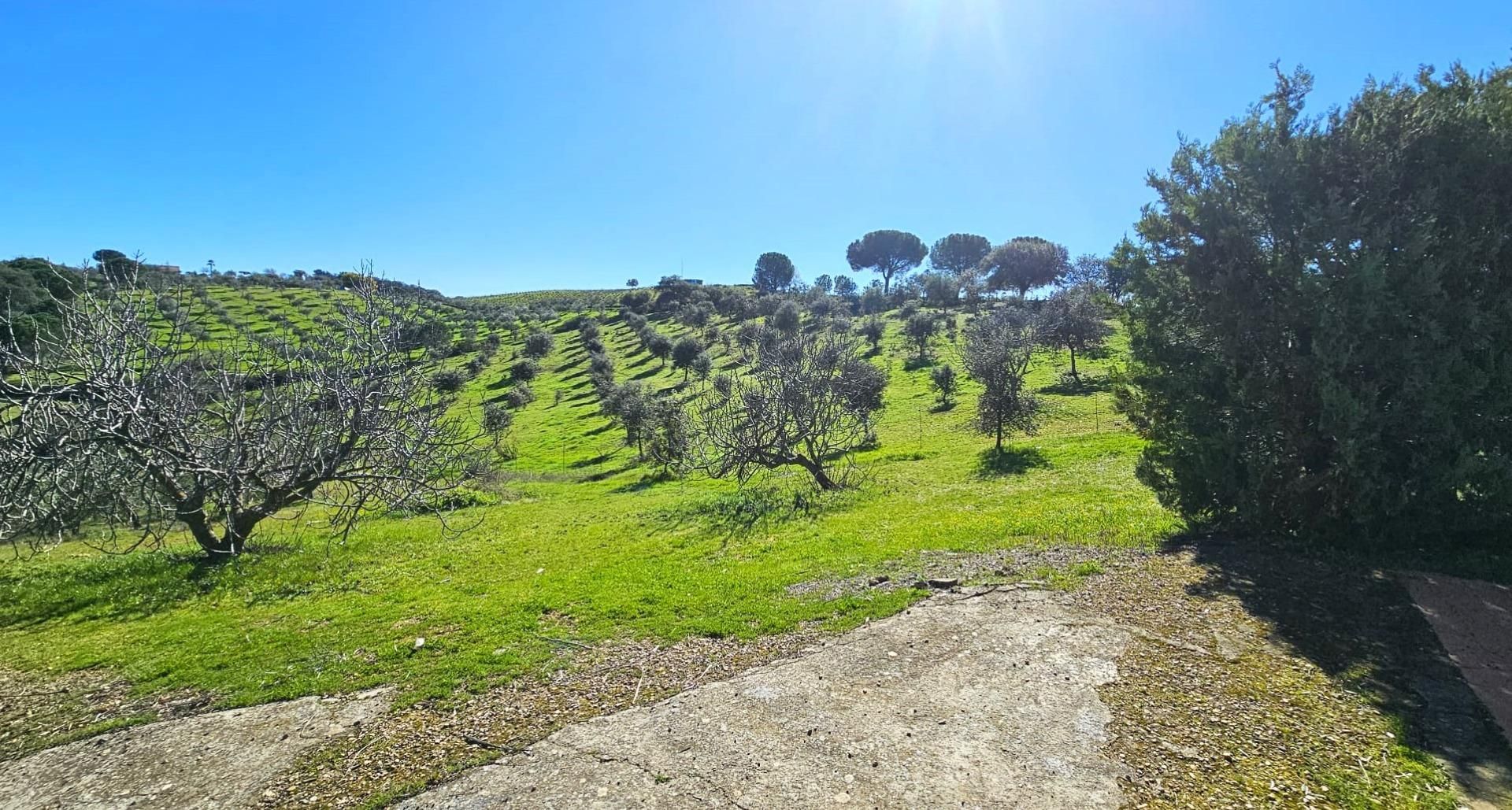 Finca rústica en venda a Calle AGUSTIN LOPEZ, Villaviciosa de Córdoba
