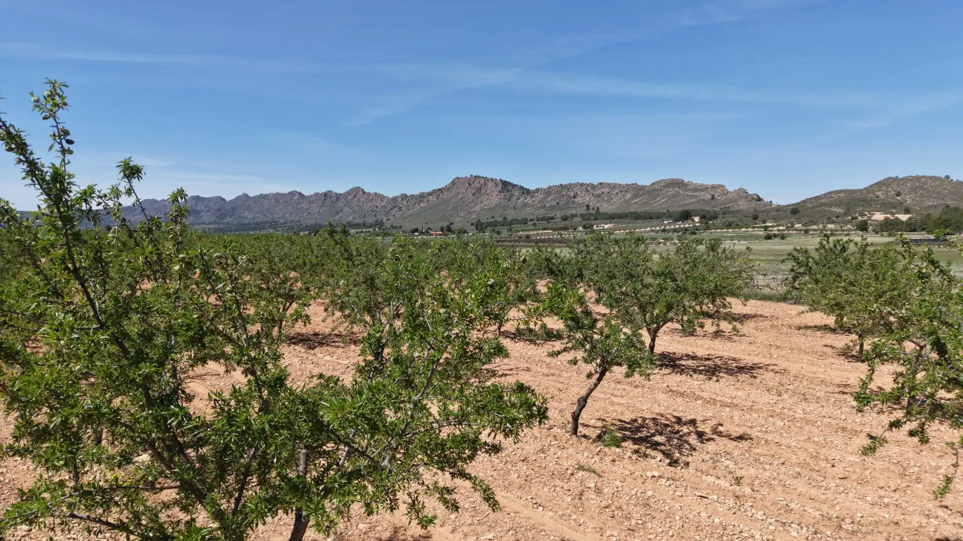 Residential land for sale in Yecla, imagen 5
