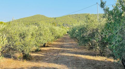 FINCA REGADIO PLENA PRODUCCION