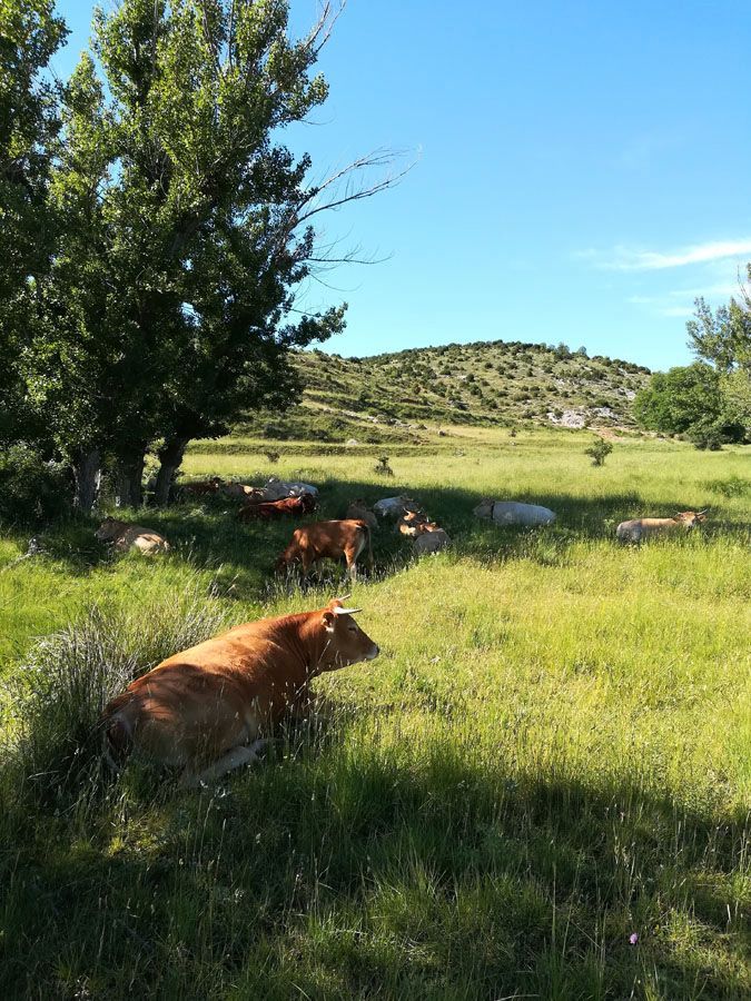 Terreno en venta en  Teruel Capital