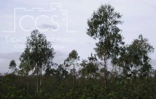 Finca rústica en venta en Cabezas Rubias