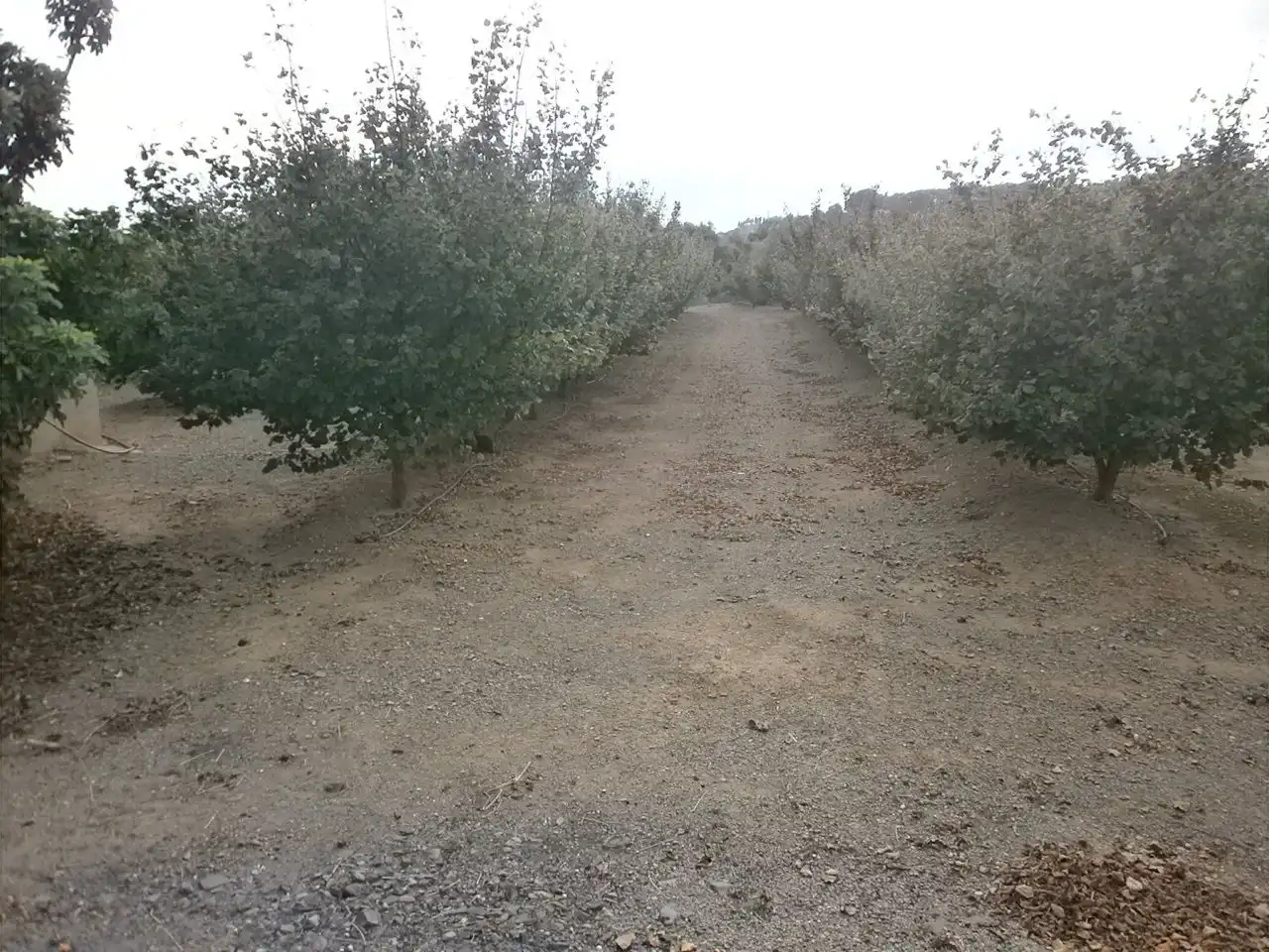 Rural land for sale in Castellvell del Camp, imagen 14