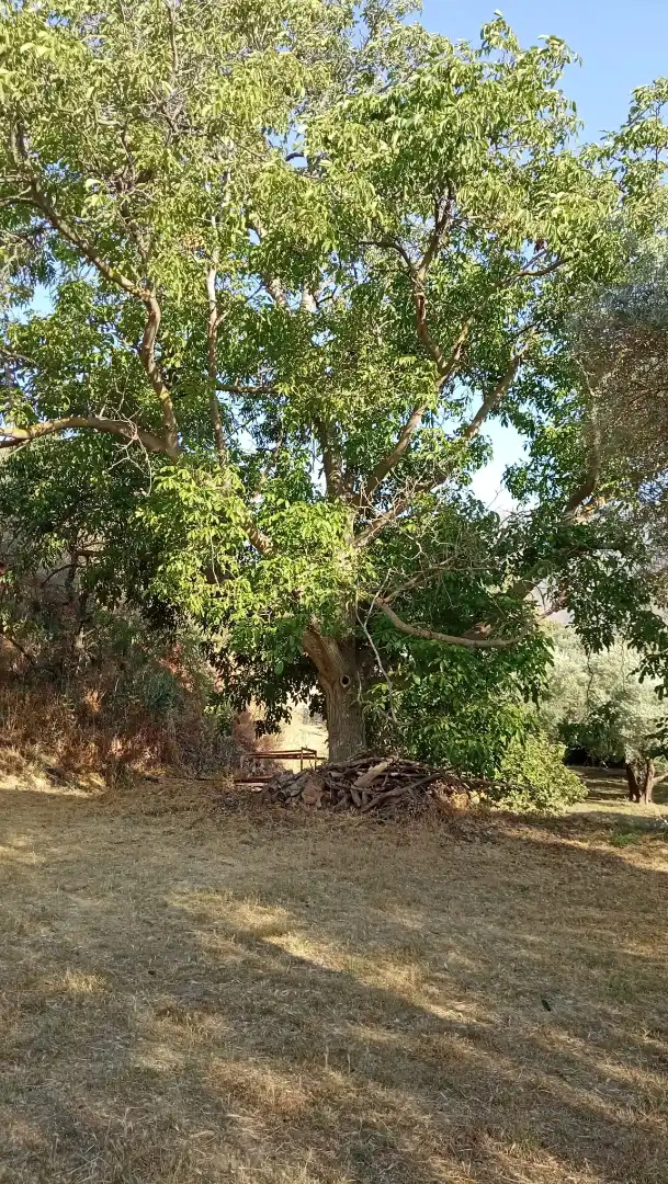 Rural land for sale in Órgiva, imagen 3