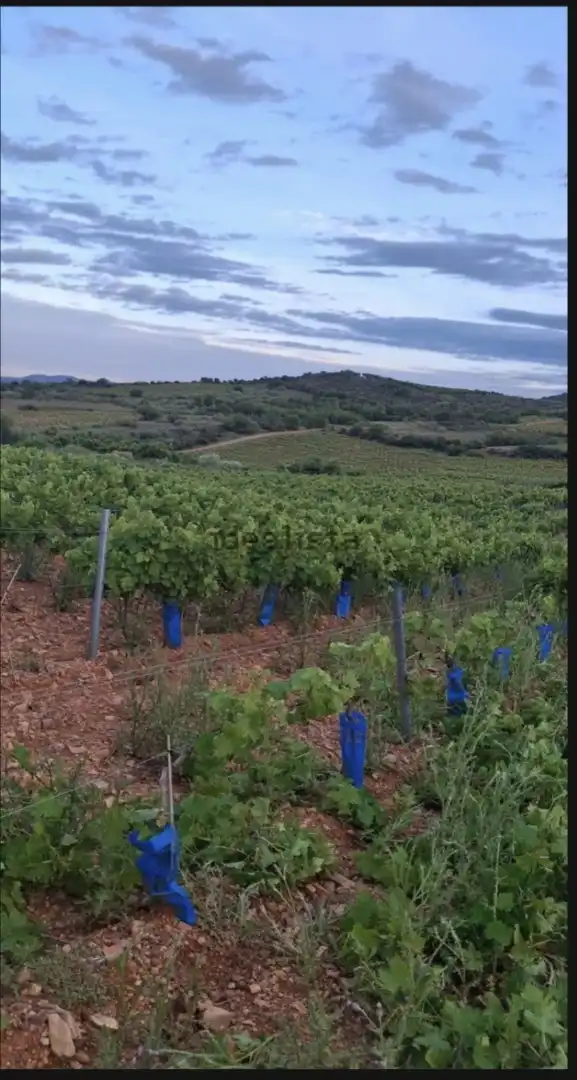 Terreny en venda en Cariñena