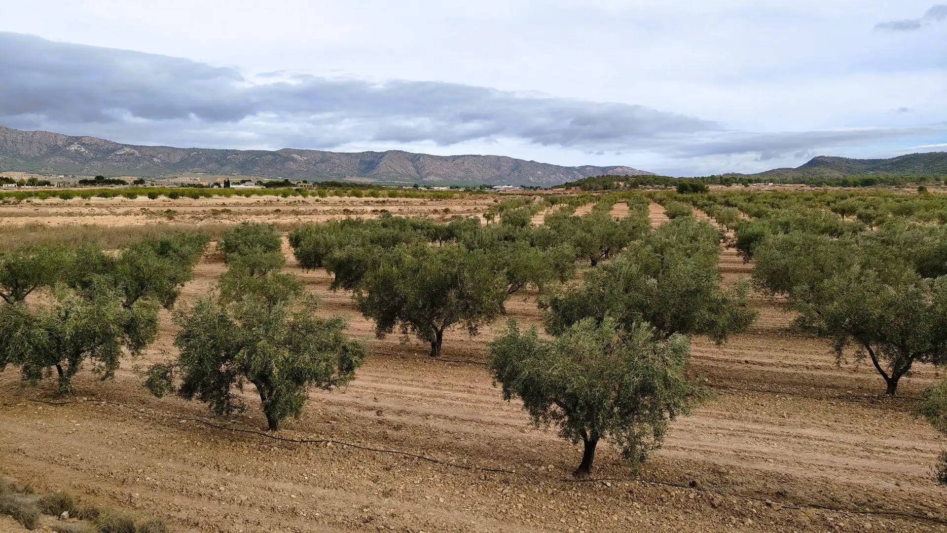 Terreny rústic en venda a Monóvar  / Monòver, imagen 3