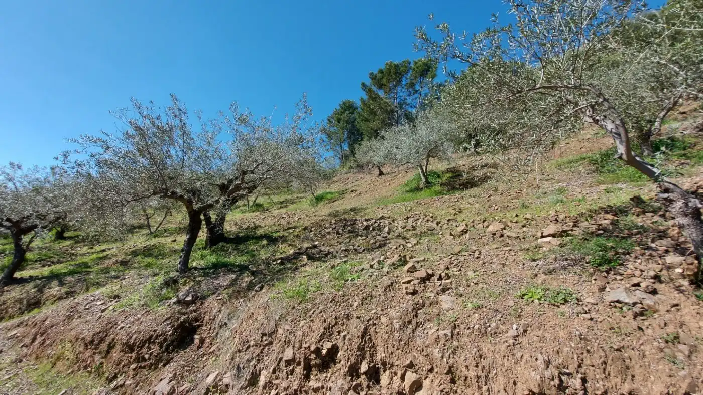 Terreni e lotti in vendita a Monda, imagen 10