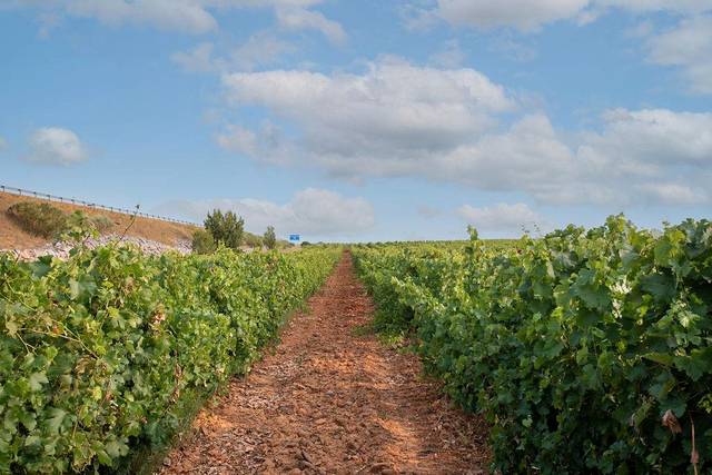 Terreno residencial en Venta en Calle Ramón y Cajal en Valdevimbre