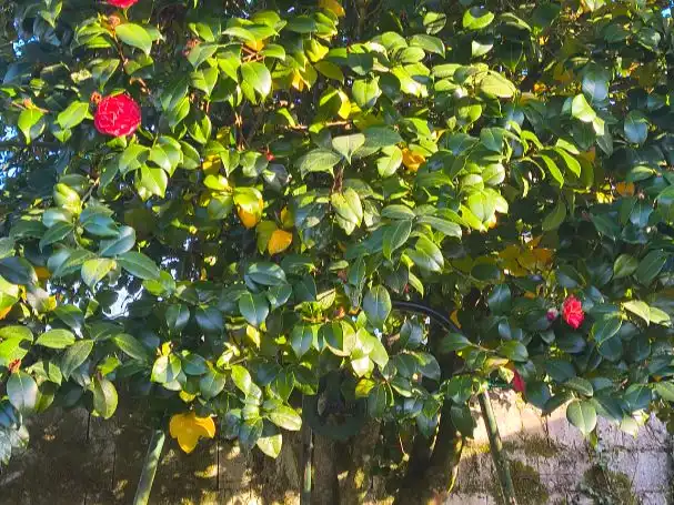 Jardí de Casa o xalet en venda en A Cañiza   amb Terrassa i Balcó