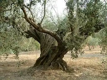 Terreni e lotti in vendita a Jódar, imagen 3