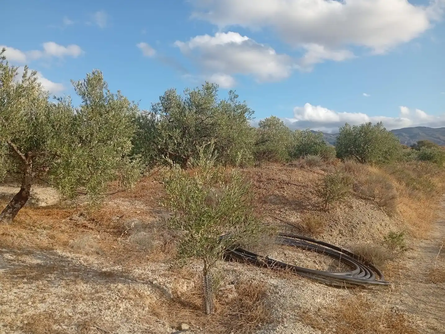 Terrenys i solars en venda a Los Gallardos, imagen 5