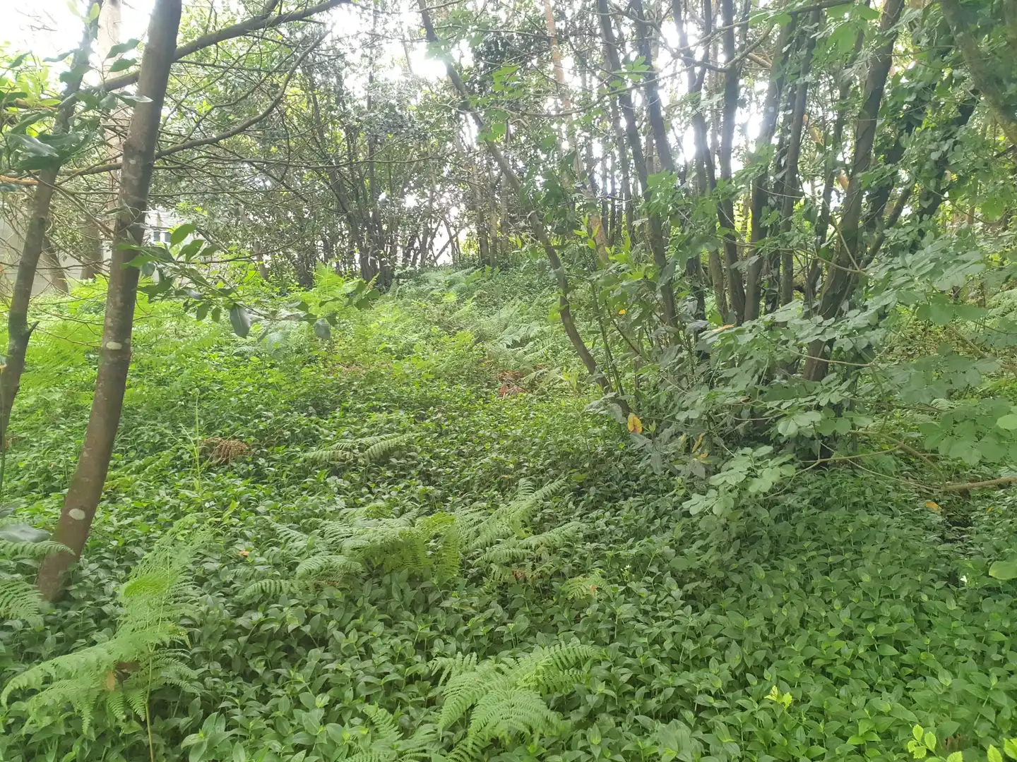 Terreni e lotti in vendita a Mugardos, imagen 10