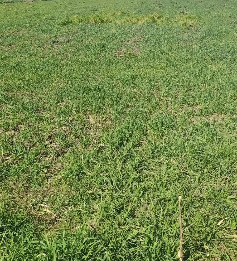Terreni e lotti in vendita a El Grado