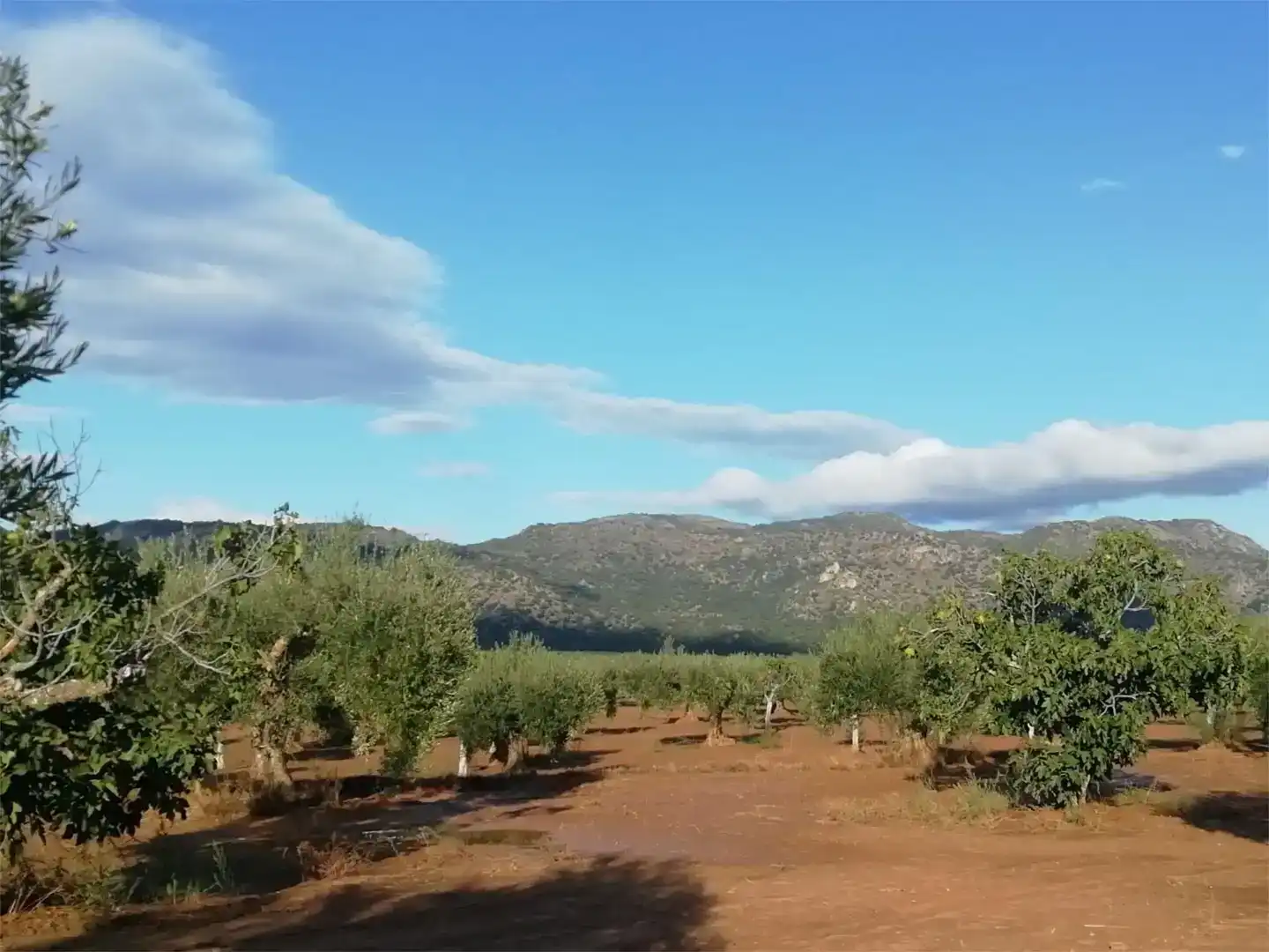 Jardín de Terreno en venta en Arroyomolinos (Cáceres)