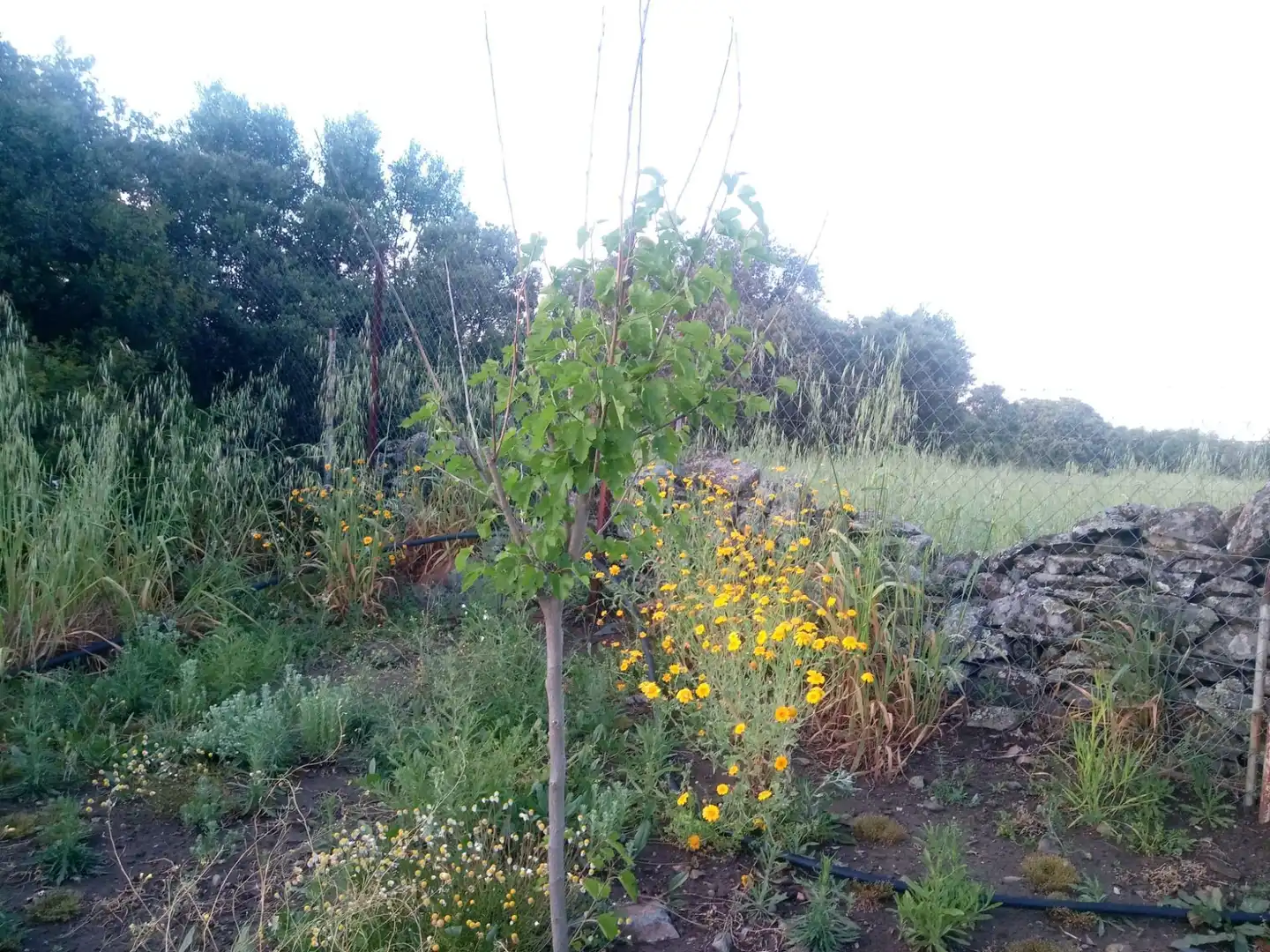 Terreni e lotti in vendita a Castilblanco de los Arroyos, imagen 5