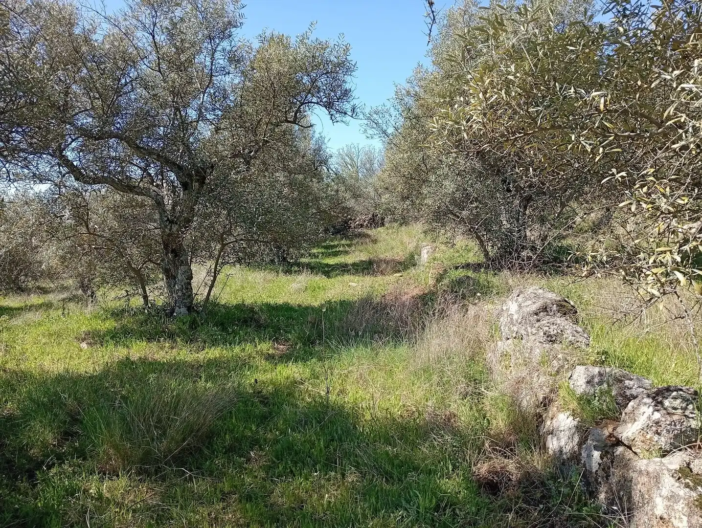 Terreni e lotti in vendita a Valverde de la Vera, imagen 33