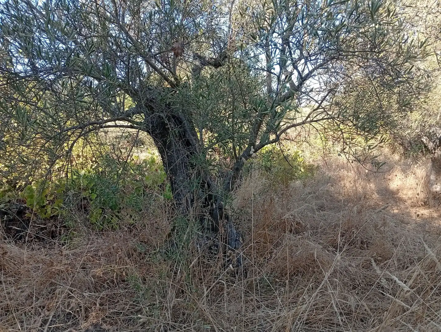 Terreni e lotti in vendita a Villanueva de la Vera, imagen 33