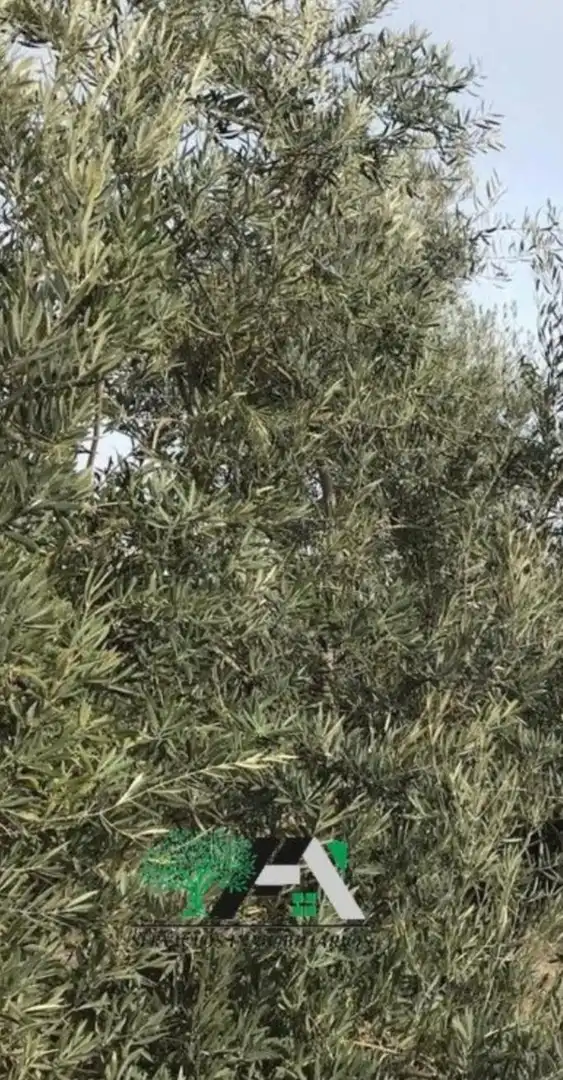 Terreni e lotti in vendita a Begíjar, imagen 5