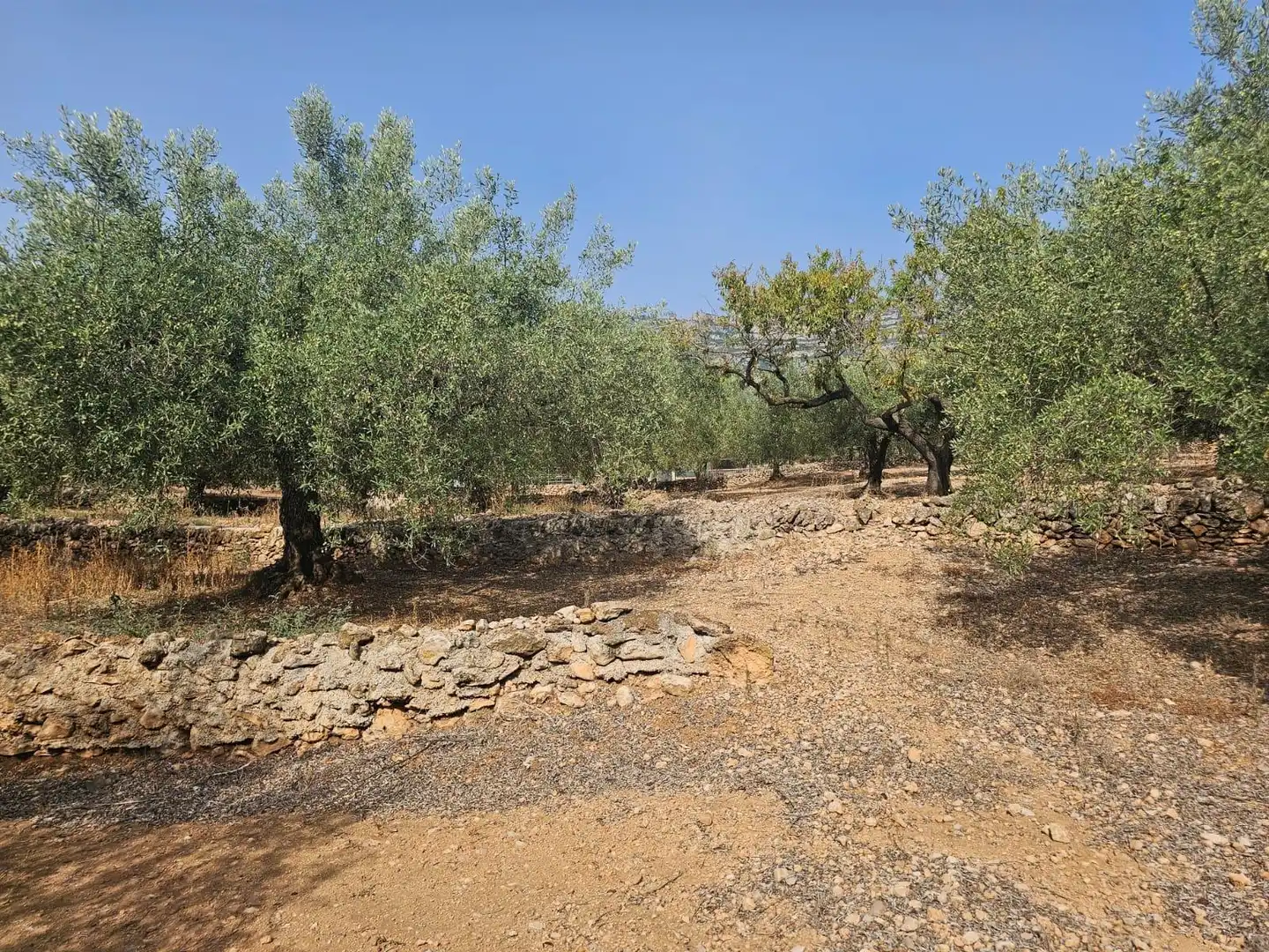 Terreno en venta en Alcanar