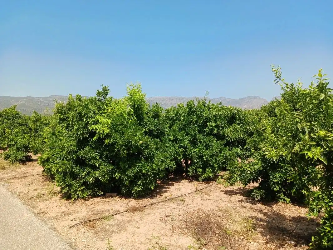 Terreny rústic en venda a Palma de Gandia, imagen 3