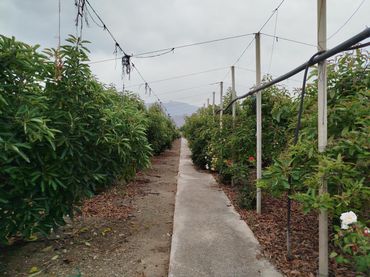 Terreno rustico in vendita a Vélez-Málaga ciudad