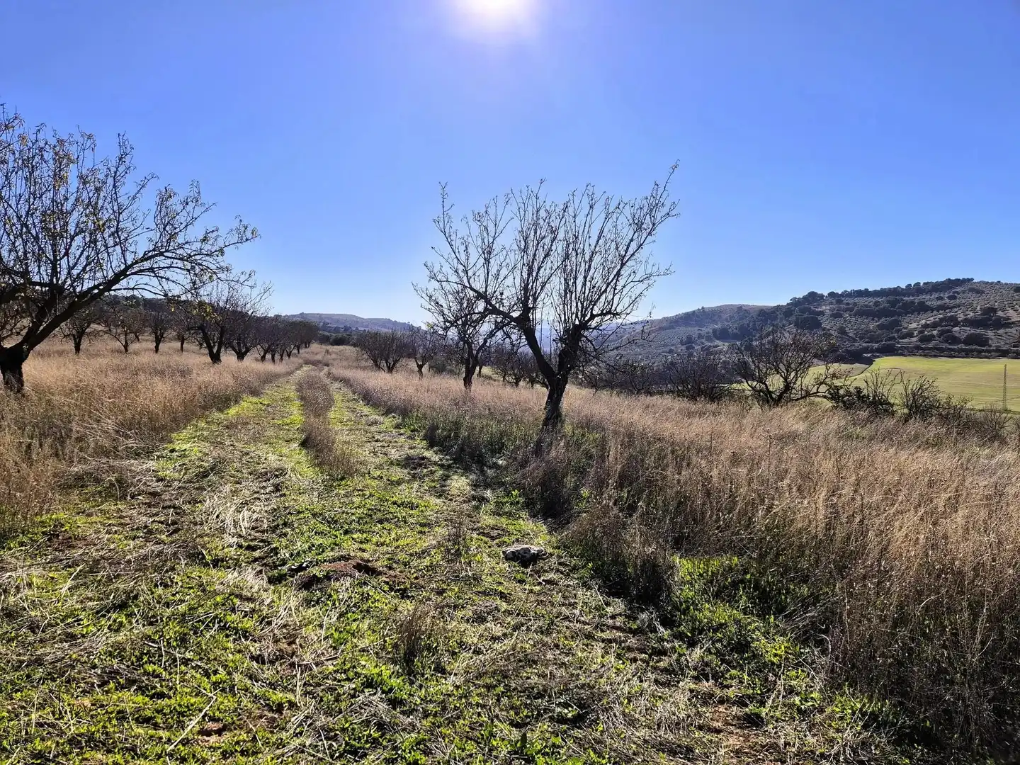 Rural land for sale in Alhama de Granada, imagen 12