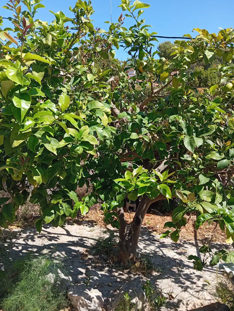 Jardí de Casa o xalet en venda en Bellvei amb Aire condicionat, Jardí privat i Terrassa