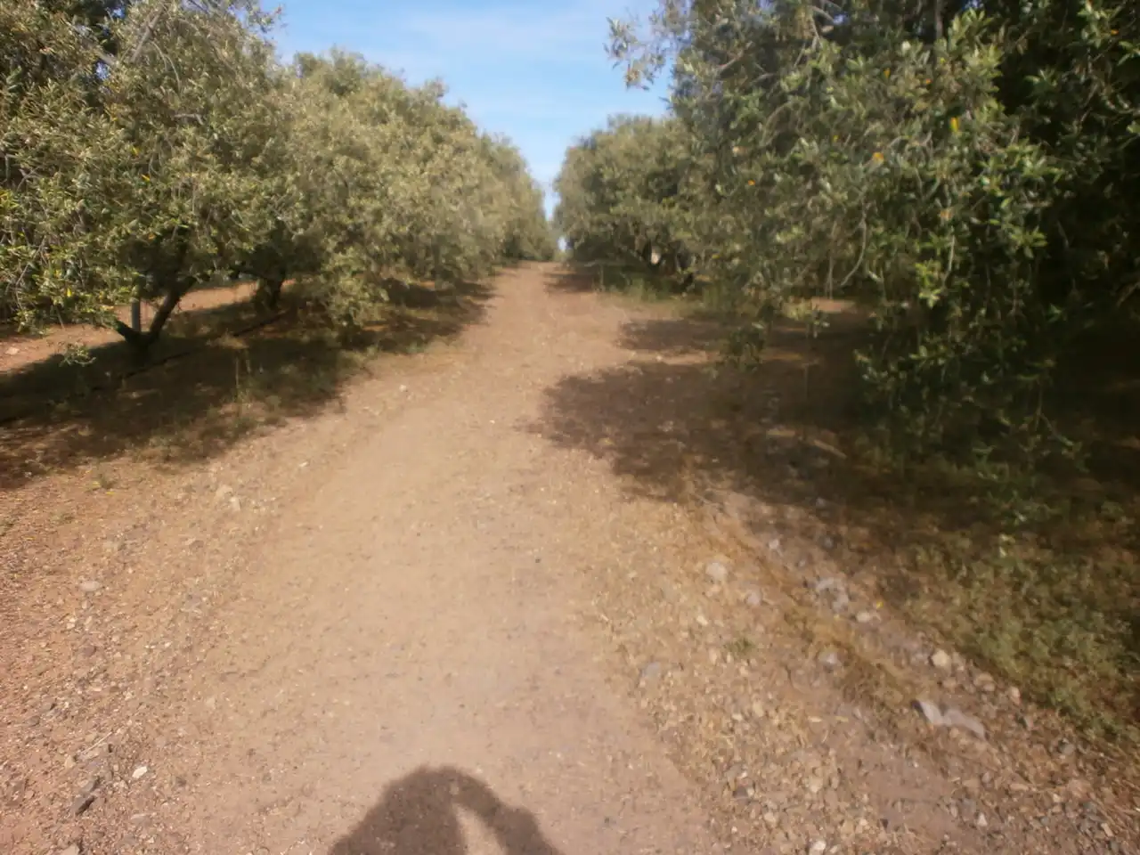 Rural land for sale in Camí del Recreo 25, imagen 23