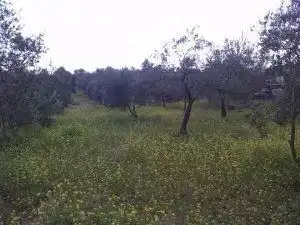 Rural land for sale in REAL, imagen 2