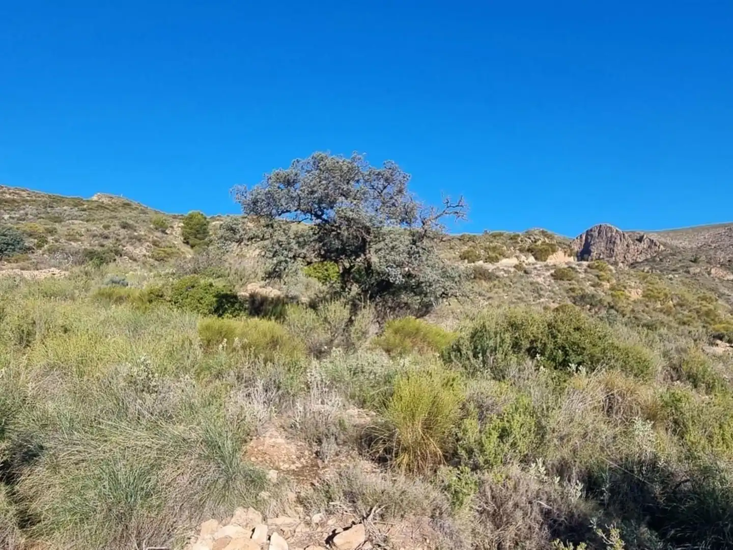 Land for sale in Bédar